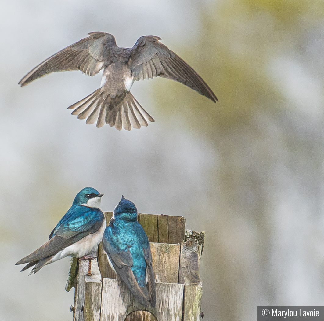 Home Invasion by Marylou Lavoie