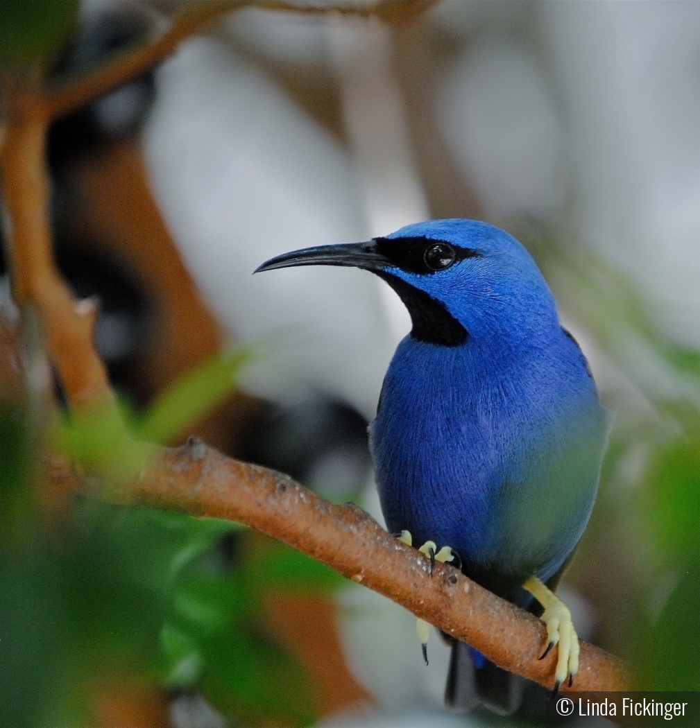 Honeycreeper by Linda Fickinger