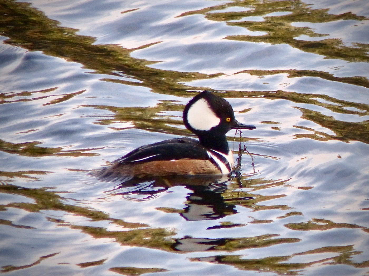 Hooded Merganser by Gary Gianini