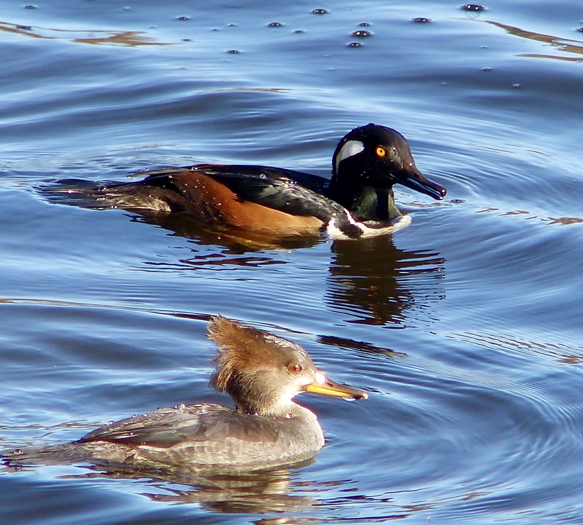 Hooded Mergansers Lunch Time Swim by Gary Gianini