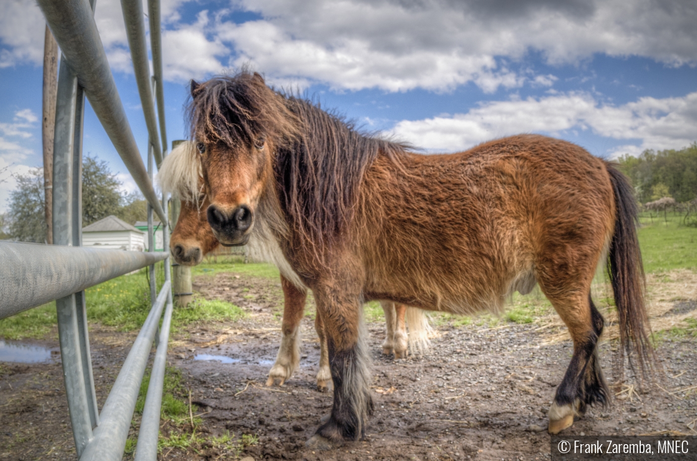 Horses by Frank Zaremba, MNEC