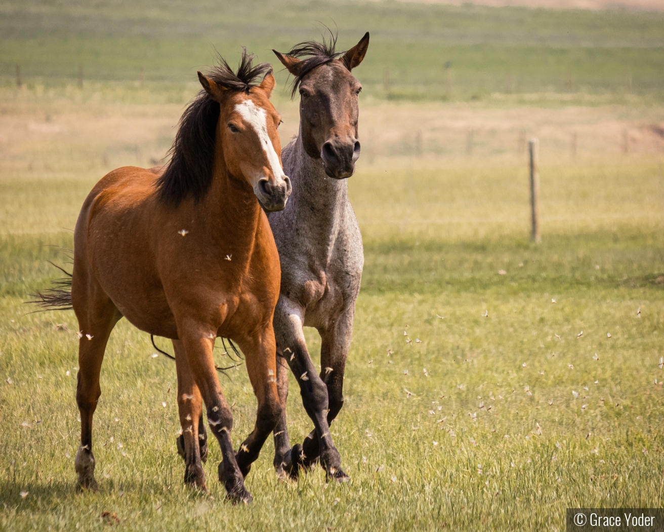 Horsing Around by Grace Yoder