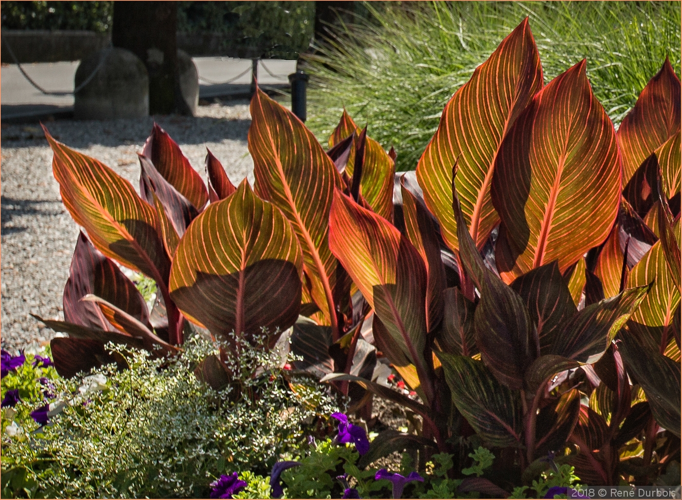 Hosta Flowers by René Durbois