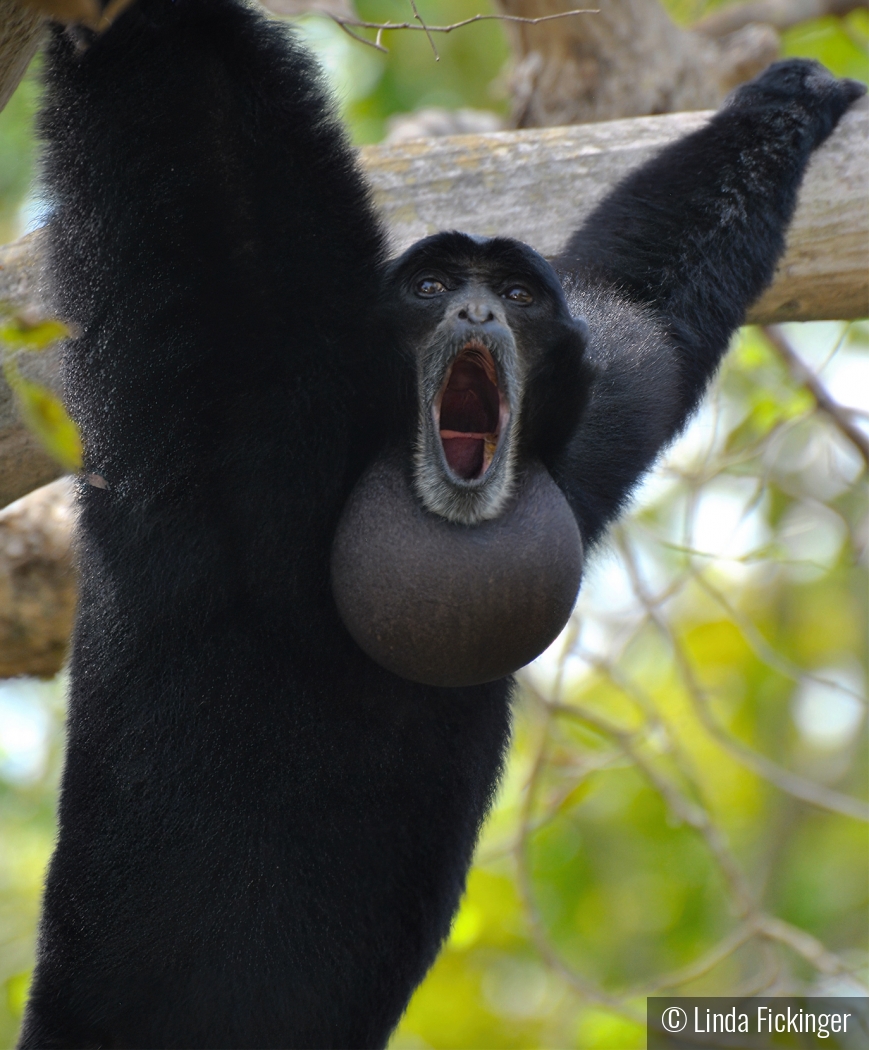 Howler by Linda Fickinger