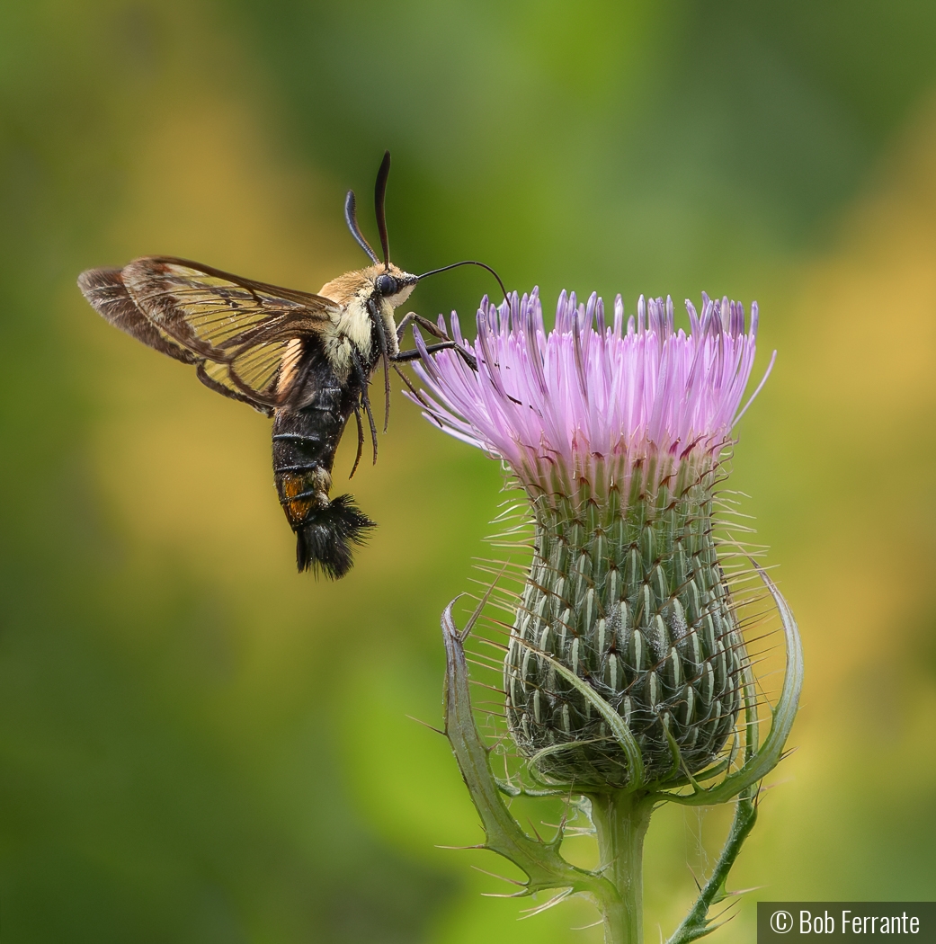 Hummingbird Clearwing Moth by Bob Ferrante