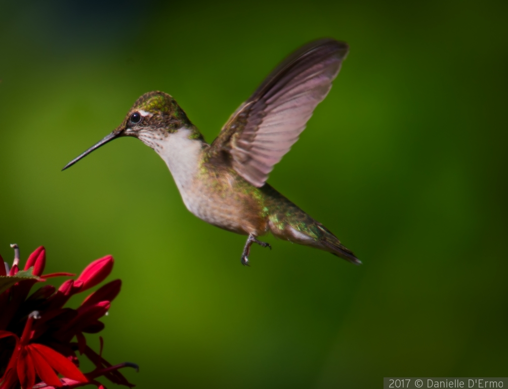 Hummingbird feeding at Native Red Cardinal Flower by Danielle D'Ermo