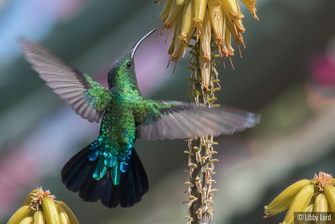 Hummingbird in a Caribbean Garden by Libby Lord