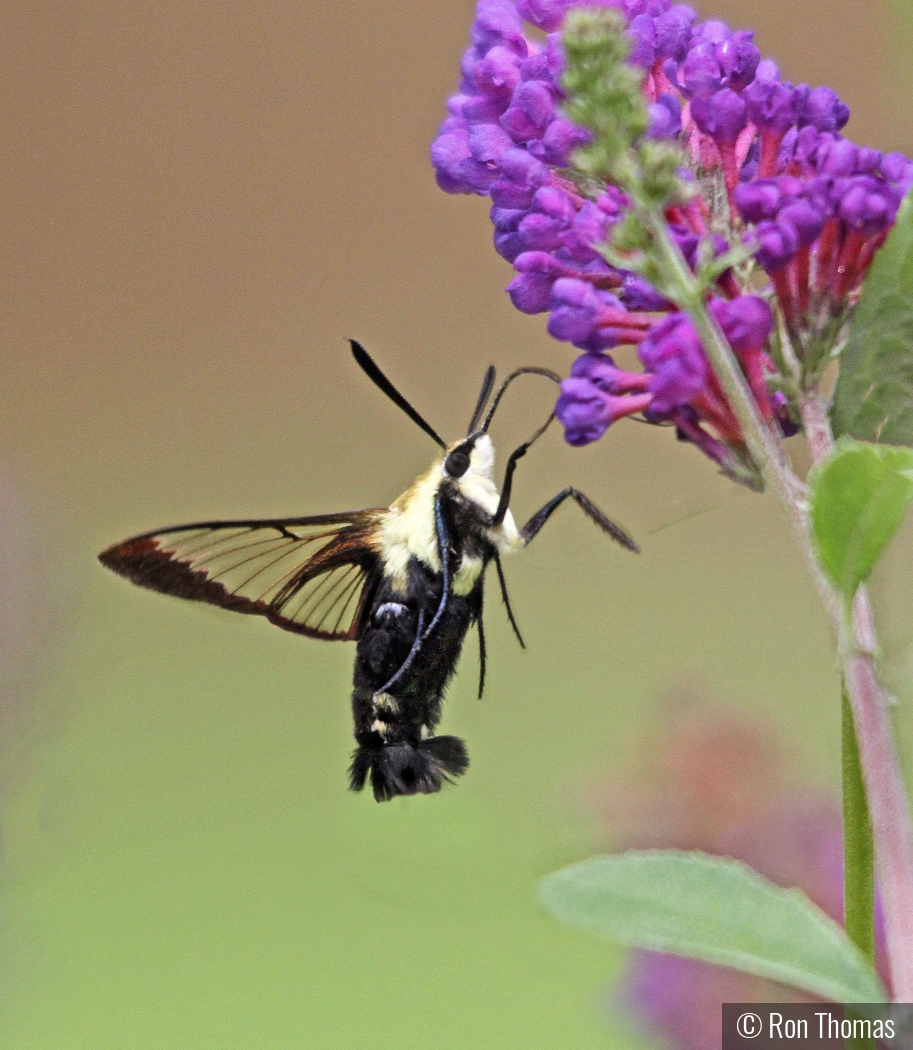 Hummingbird Moth by Ron Thomas