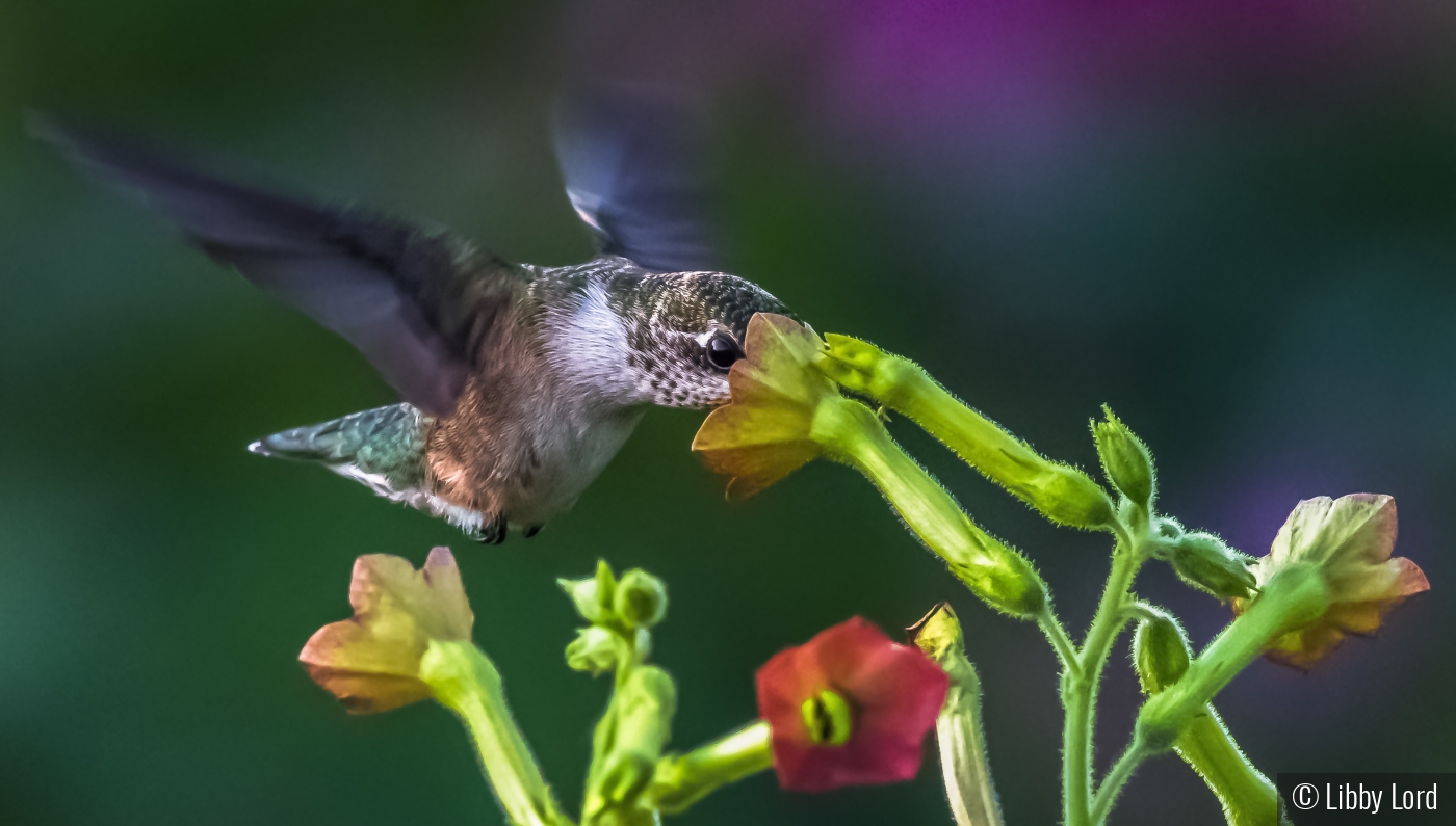 Hummy enjoying the flowers by Libby Lord