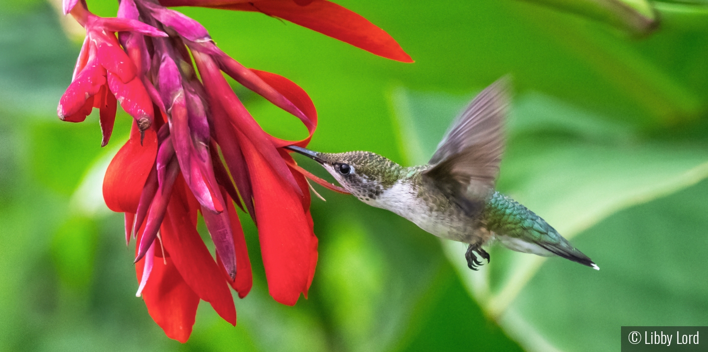 Hummy with a Red Flower by Libby Lord