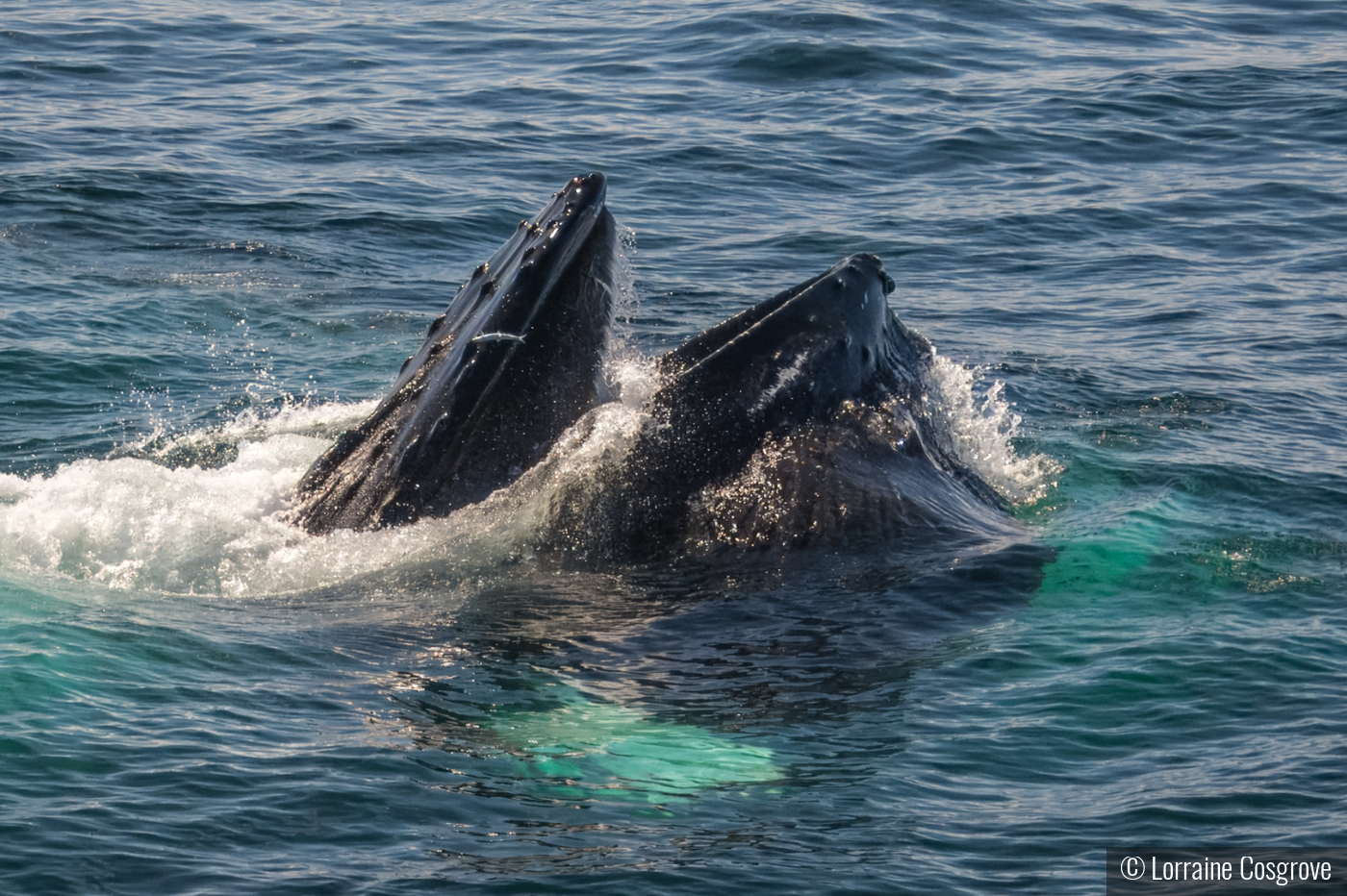 Humpback Calf Feeding by Lorraine Cosgrove