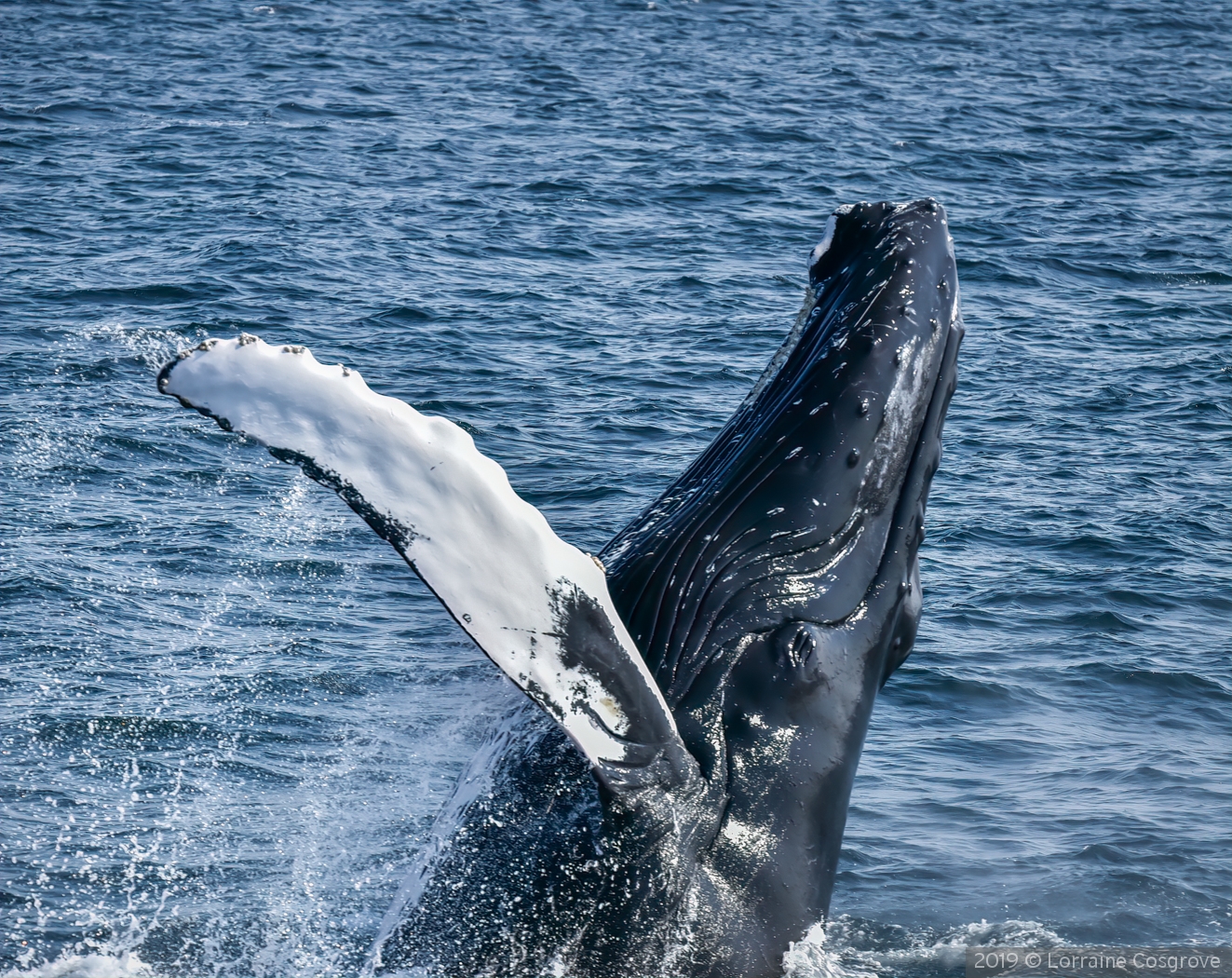 Humpback Whale Breaching by Lorraine Cosgrove