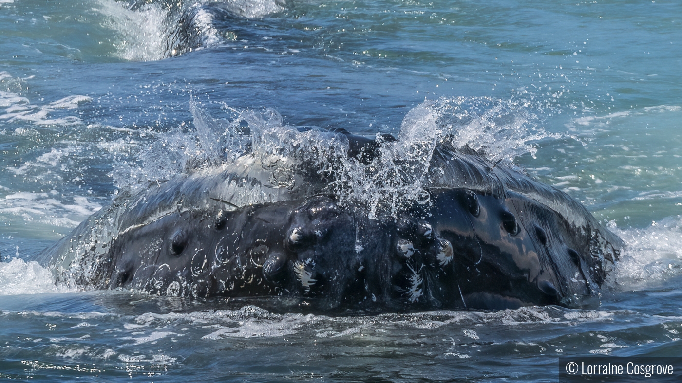 Humpback's Huge Mouthful of Sand lance by Lorraine Cosgrove