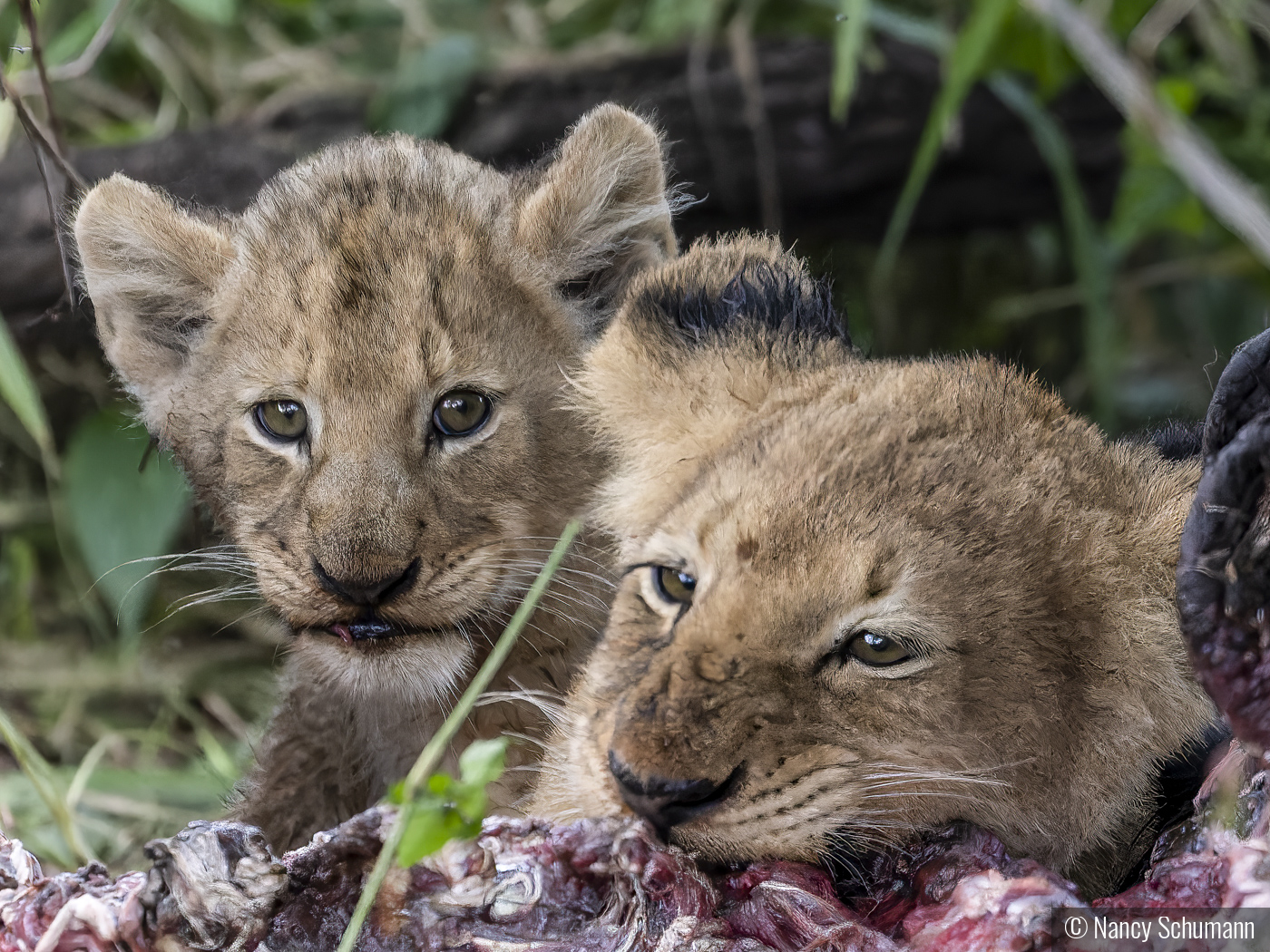 Hungry Cubs by Nancy Schumann