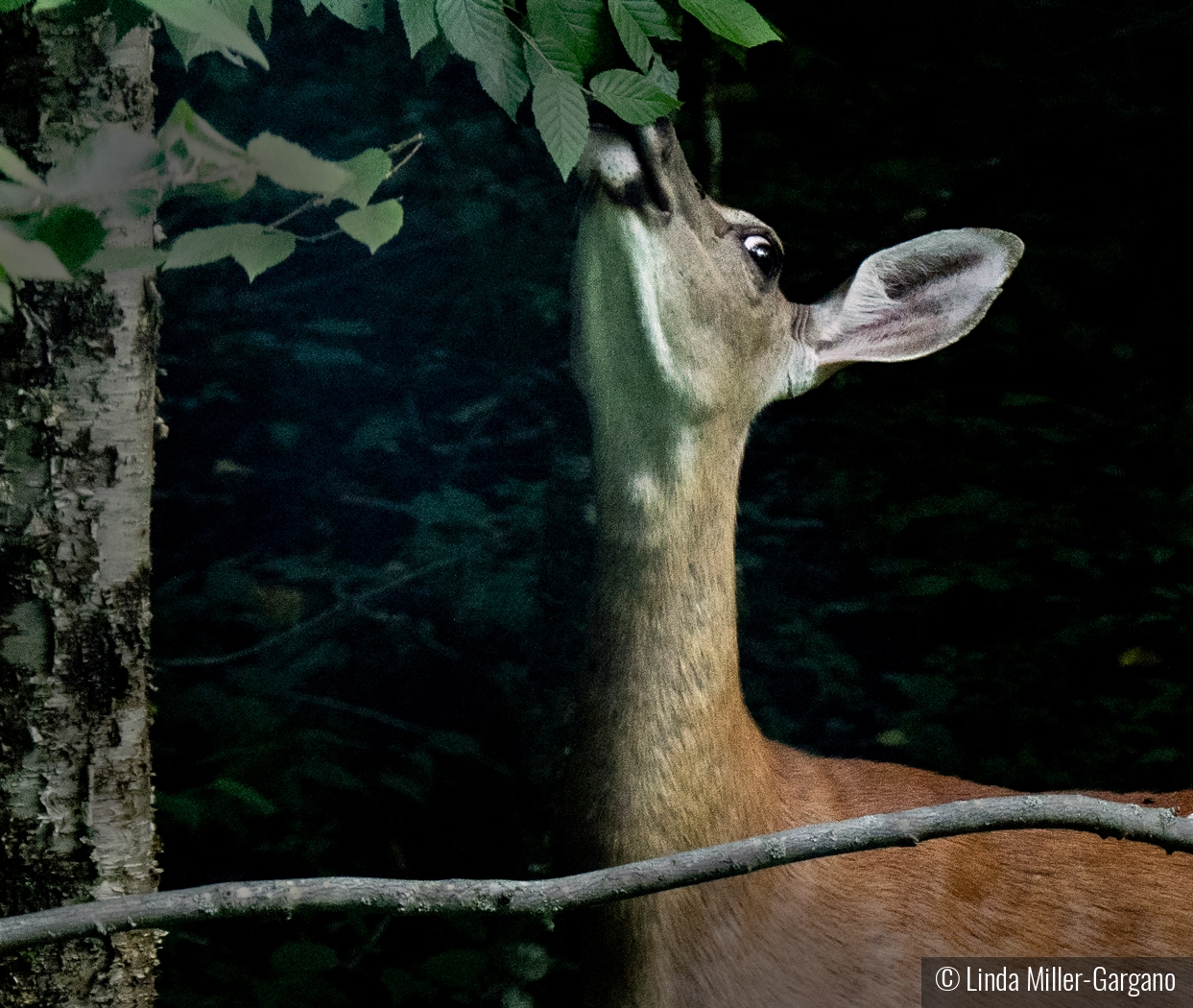 Hungry Deer by Linda Miller-Gargano