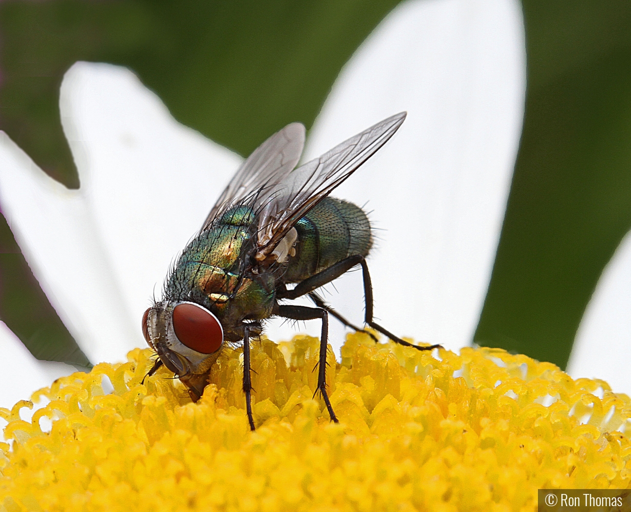 Hungry fly by Ron Thomas