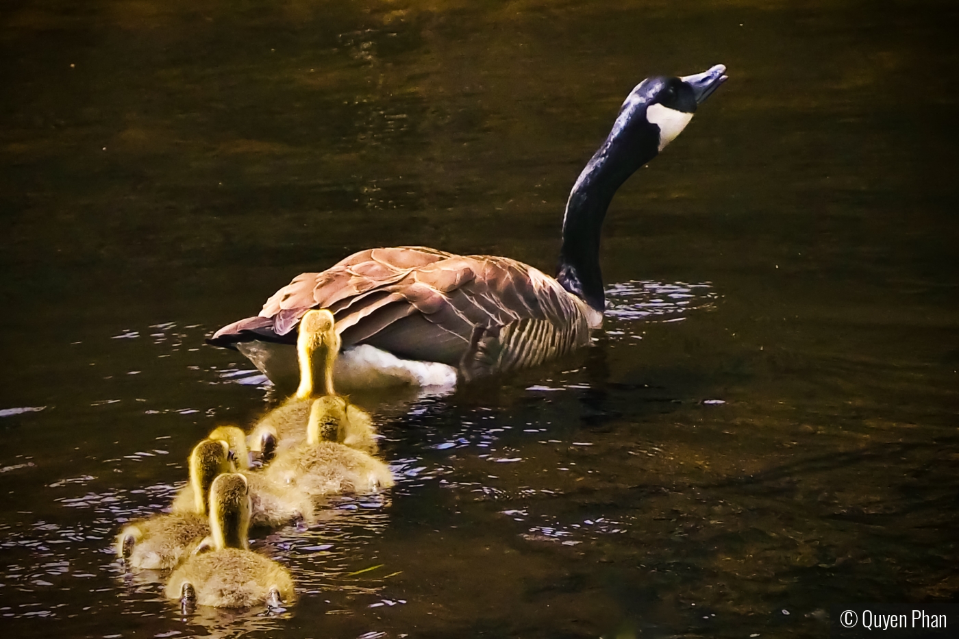 Hurry up, letâ€™s go by Quyen Phan