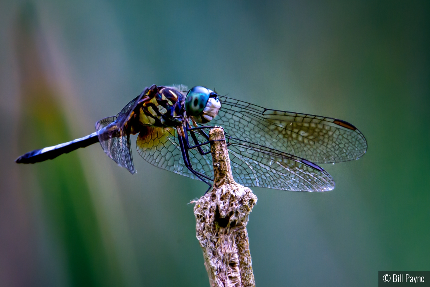 I Am Smiling by Bill Payne