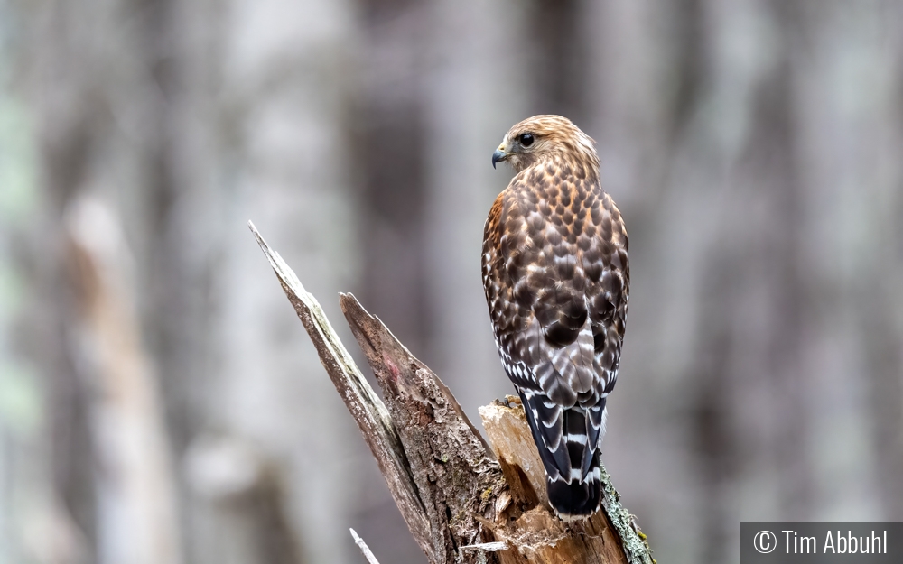 I See You by Tim Abbuhl