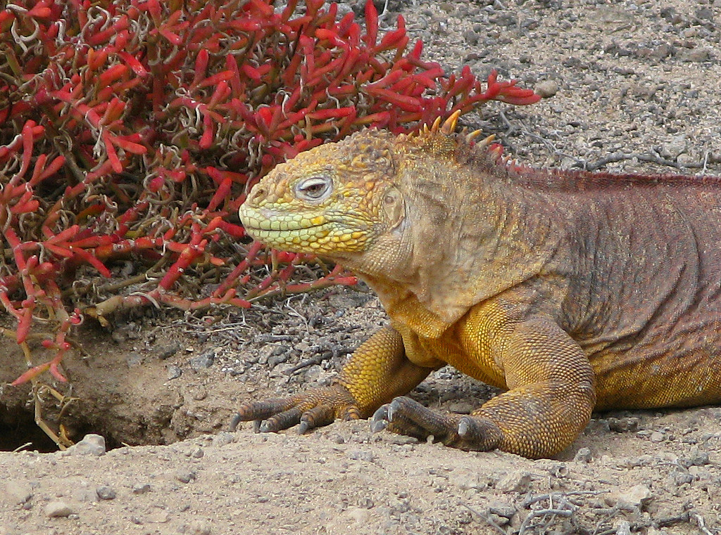 Iguana Approaching His Den by Lou Norton