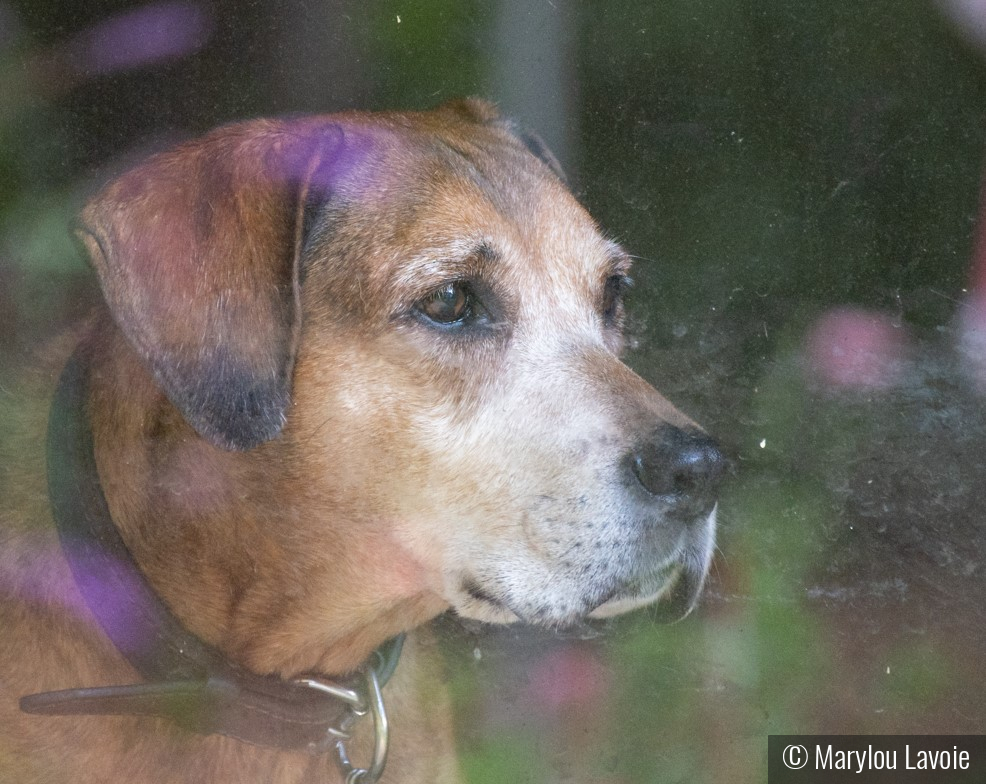 I'll Even Miss The Nose Art by Marylou Lavoie