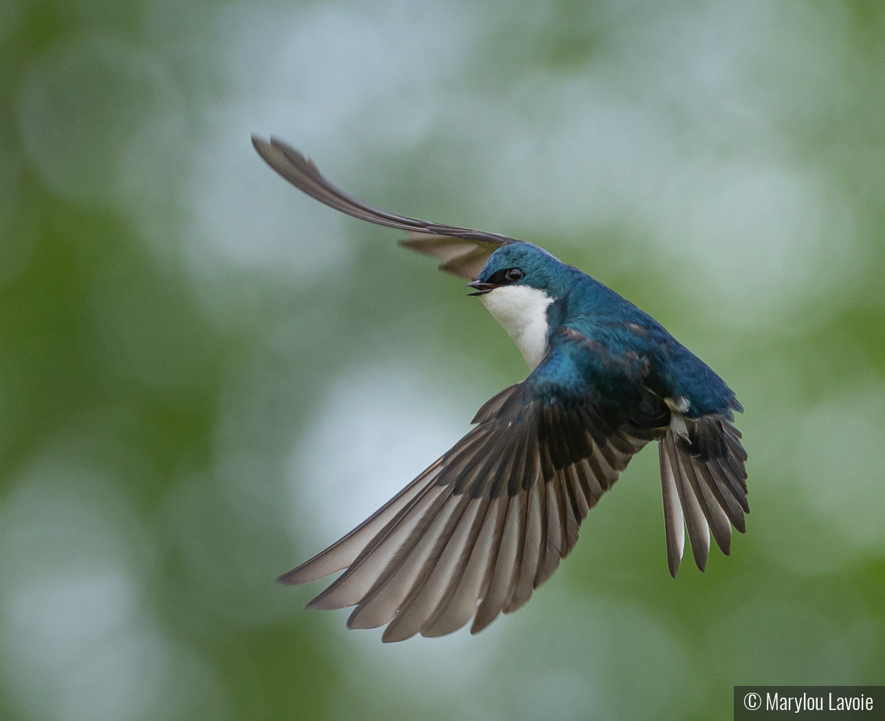 I'll Fly Away by Marylou Lavoie