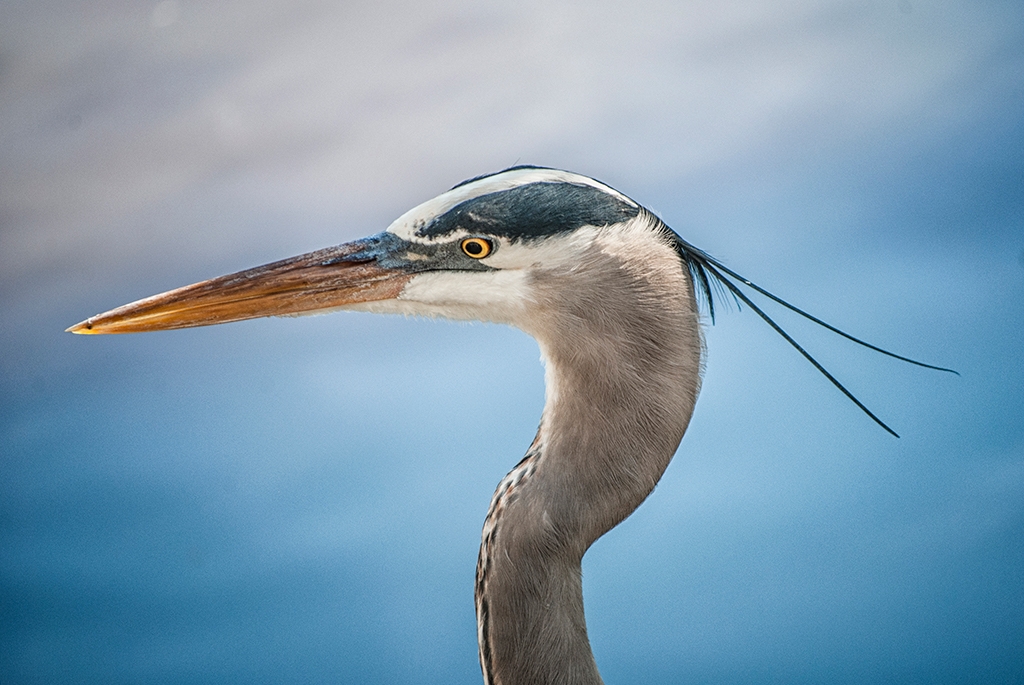 Illuminated Beak by Donna JW Griffiths