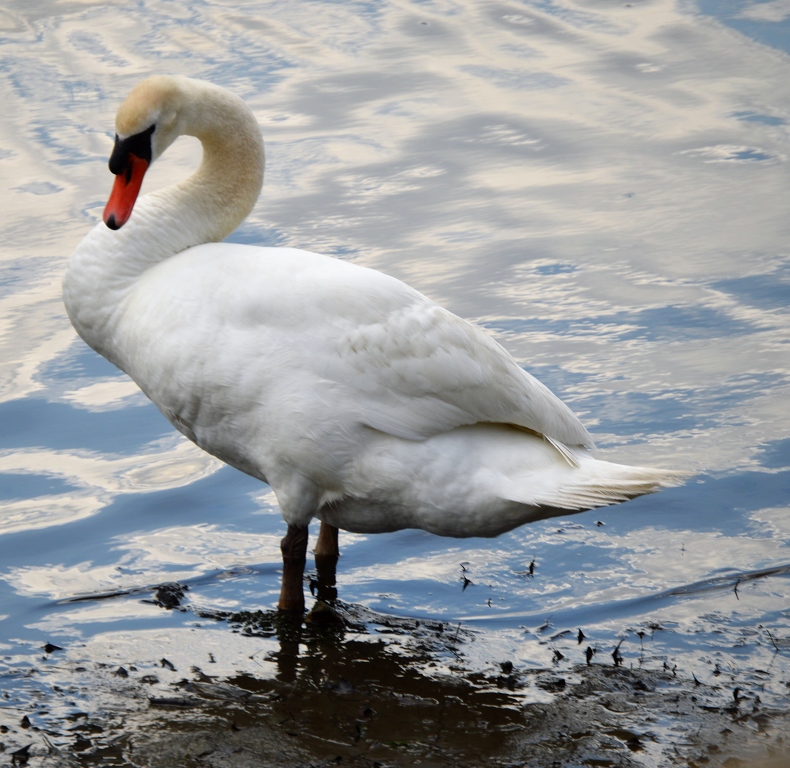 I'm Stuck! by Charles Hall