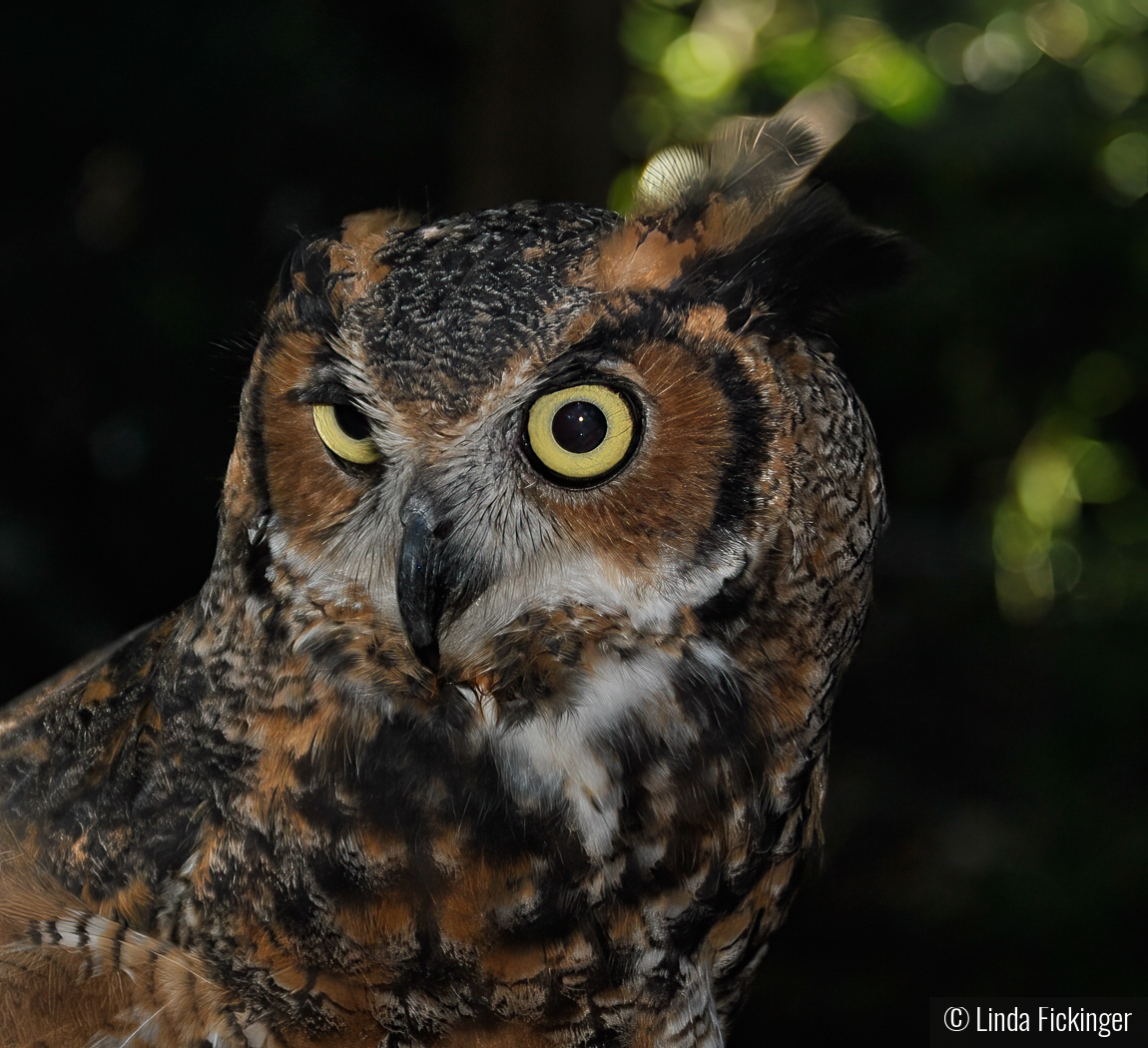 I'm Watching You by Linda Fickinger