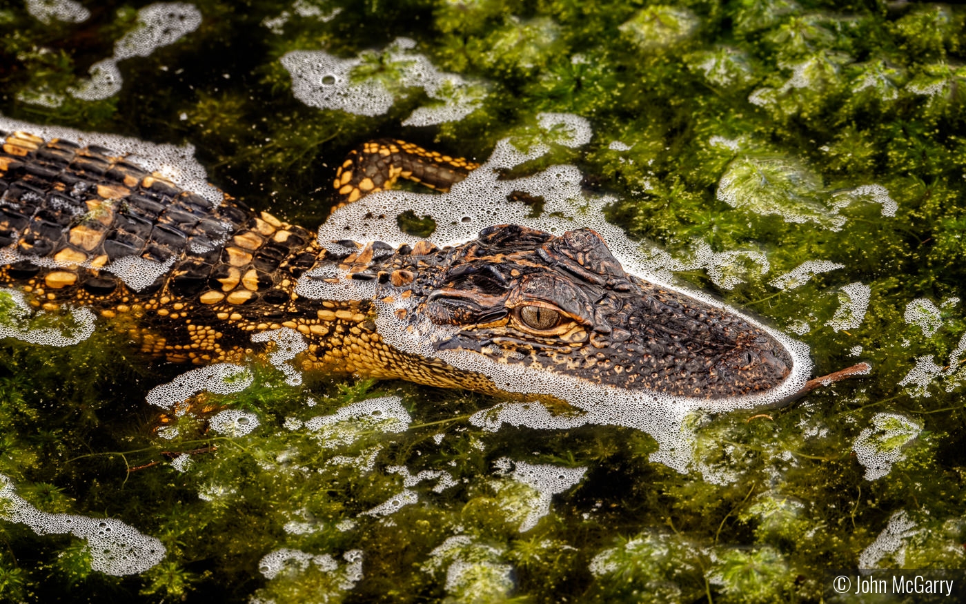 Immature Alligator by John McGarry