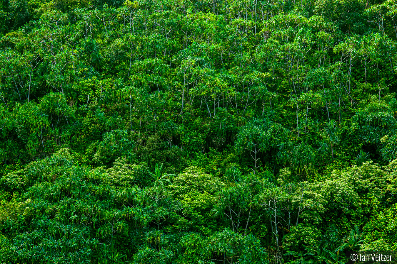 Impenetrable Rain Forest - Kauai by Ian Veitzer