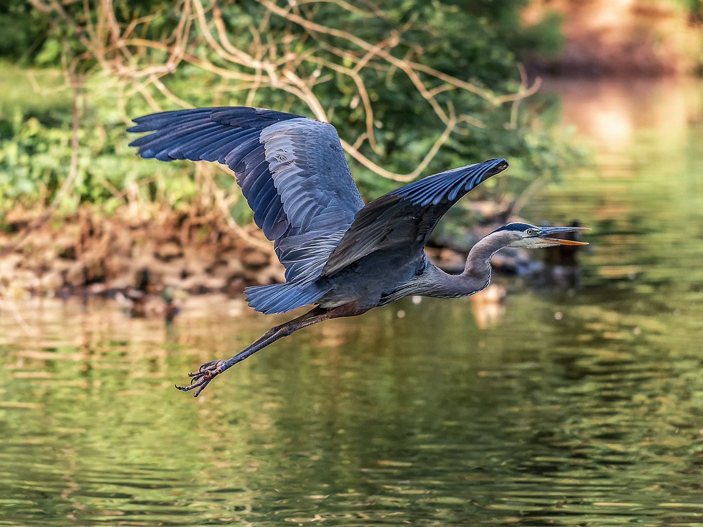 In Flight by Frank Zaremba