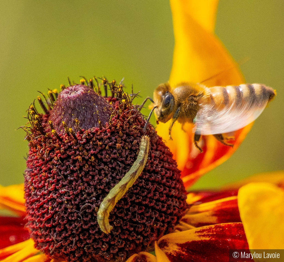 Inchworm and Company by Marylou Lavoie