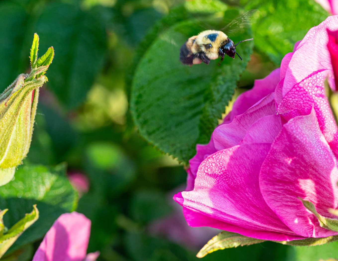 Incoming Bumble by Amy Keith