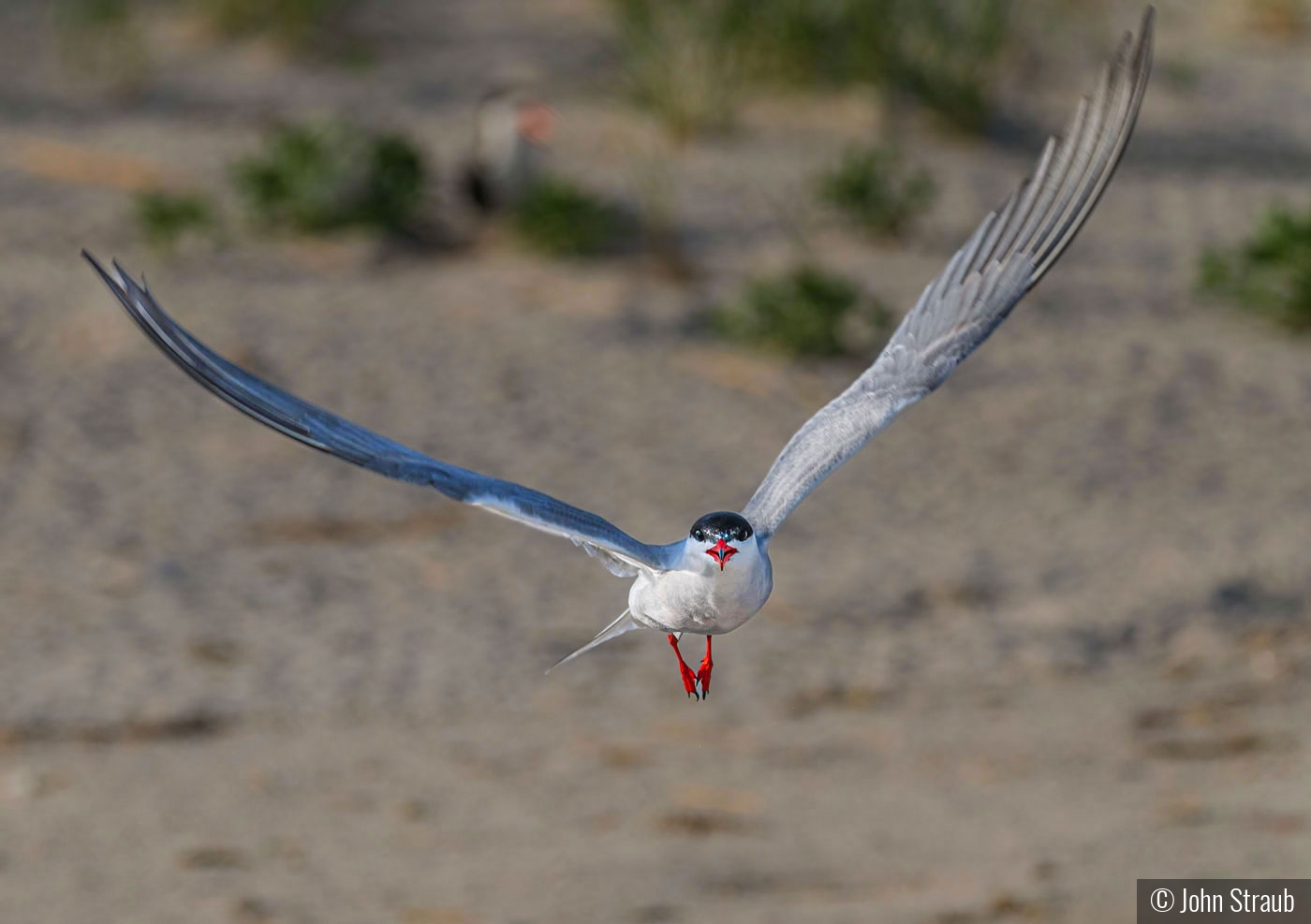 Incoming Stern Tern by John Straub