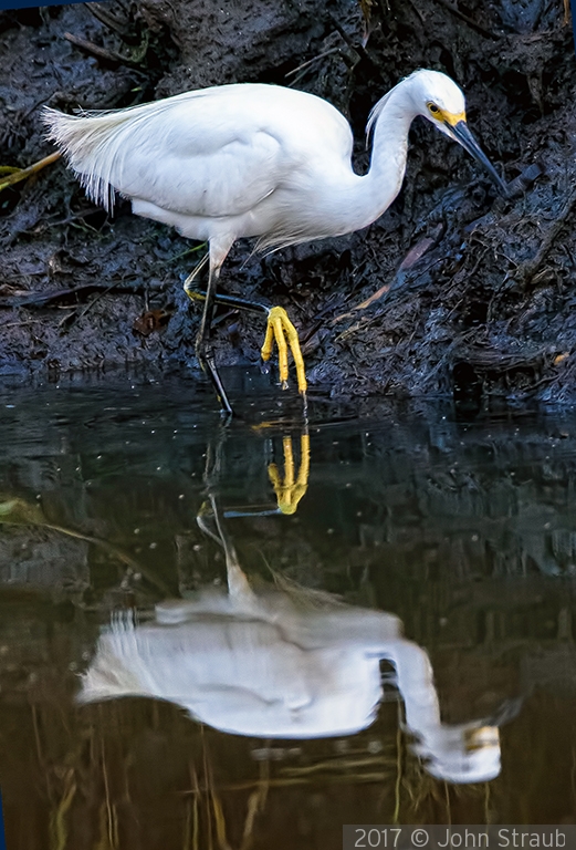 Indeed, I Am One Pretty Bird by John Straub