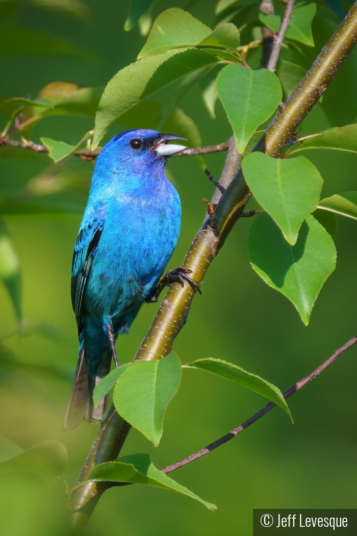 Indigo Bunting by Jeff Levesque