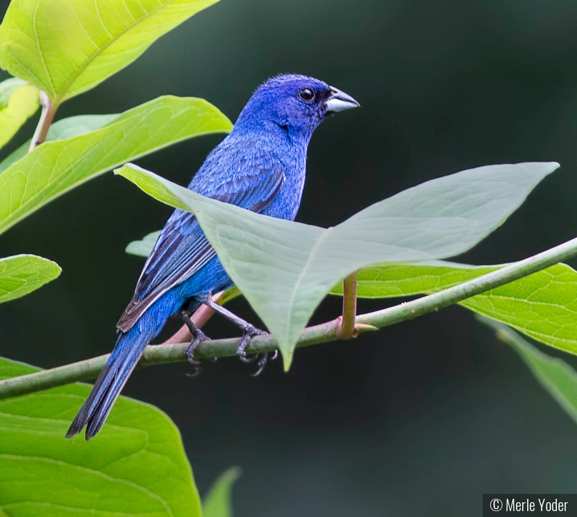 Indigo Bunting by Merle Yoder