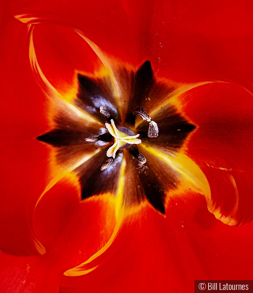 Inside A Tulip by Bill Latournes