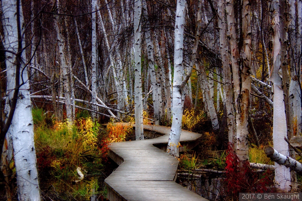 Into the Boreal Forest by Ben Skaught