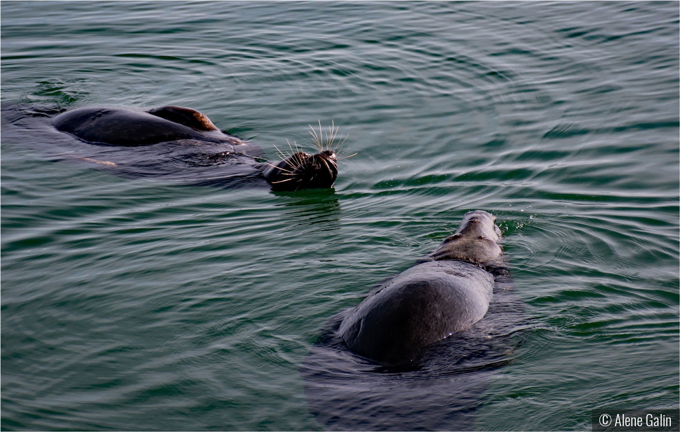 It's Called the Backstroke by Alene Galin