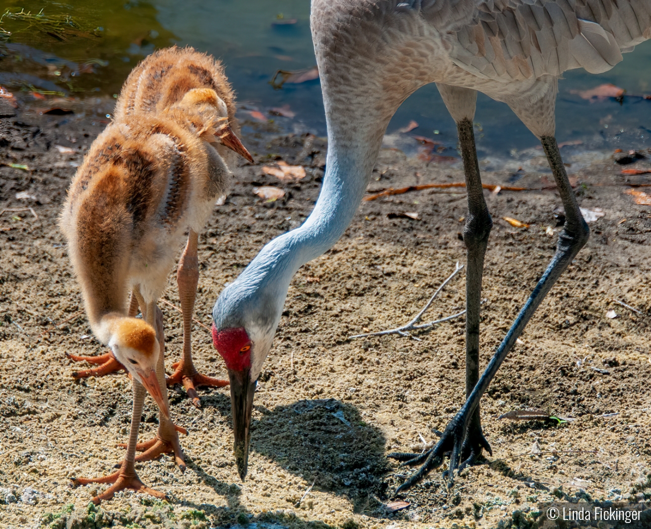 It's in Here by Linda Fickinger