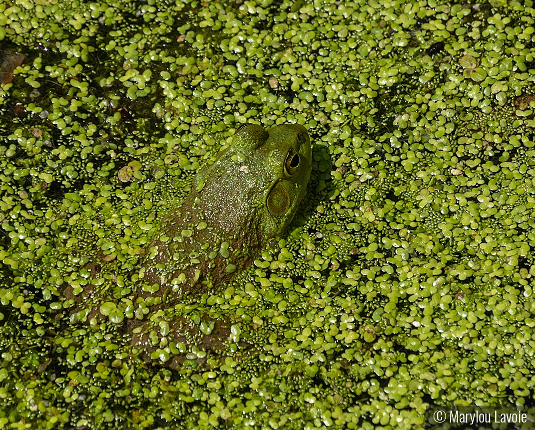 It's Not Easy Being Green by Marylou Lavoie