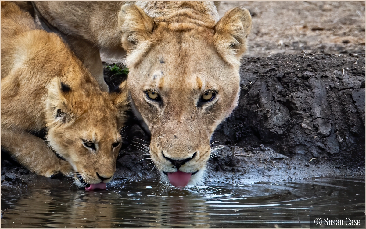 It's safe to drink with Mama by Susan Case