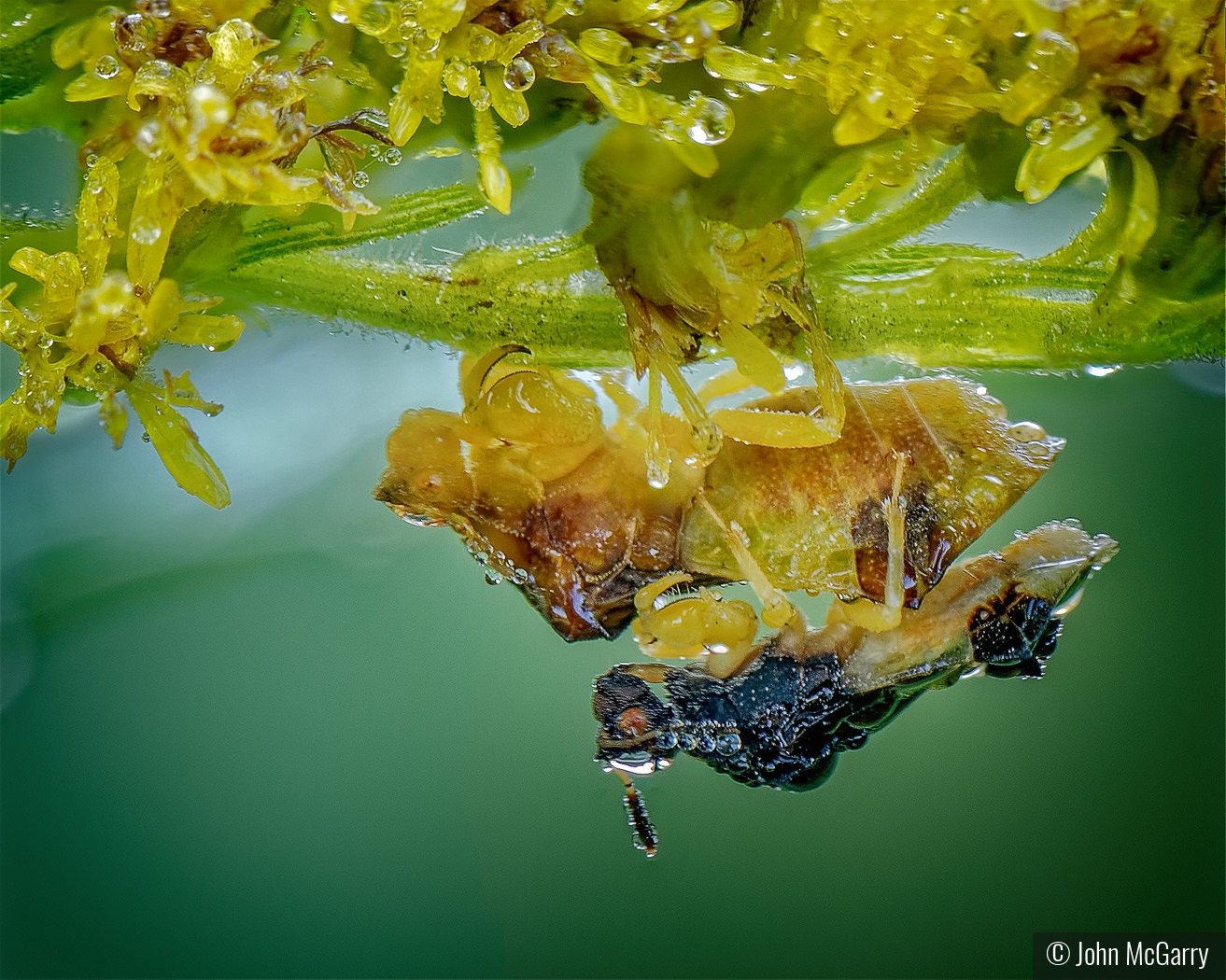 Jagged Ambush Bugs Mating by John McGarry