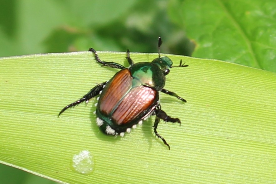 Japenese Beatle by James Haney