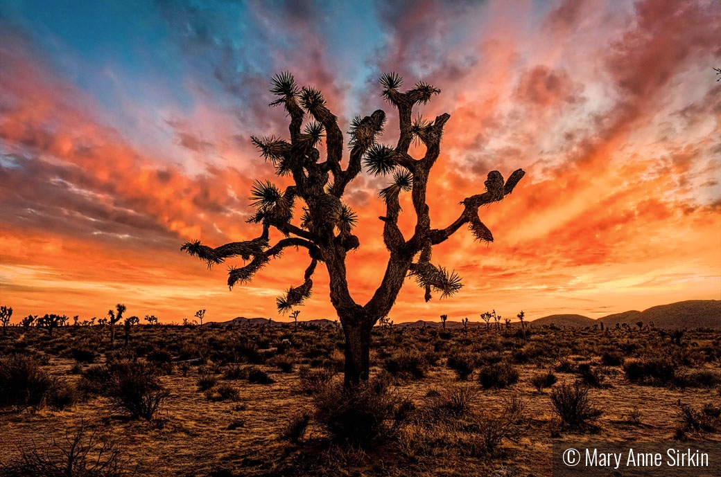 Joshua Tree Light by Mary Anne Sirkin