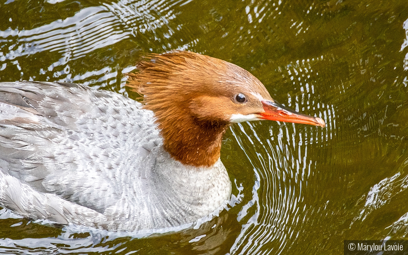 Just Ducky by Marylou Lavoie