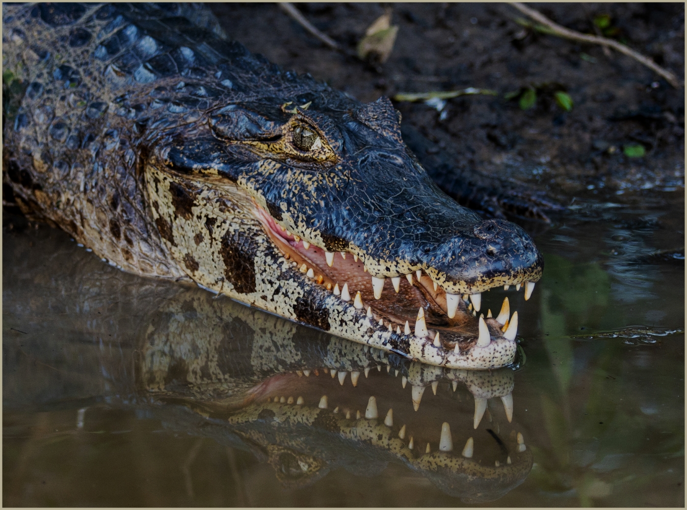 Just flossed - now I'm ready for my close-up! by Susan Case