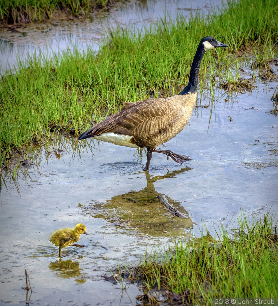 Just Like Mom by John Straub